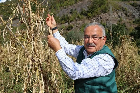 TÜRKİYE’NİN VAZGEÇEMEDİĞİ LEZZET: AKKUŞ ŞEKER FASULYESİ