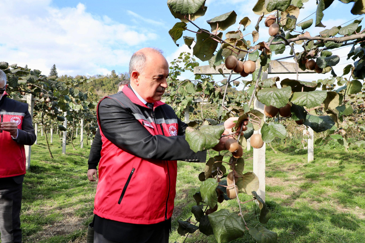 Vali Erol, Kivi Hasadına Katıldı 